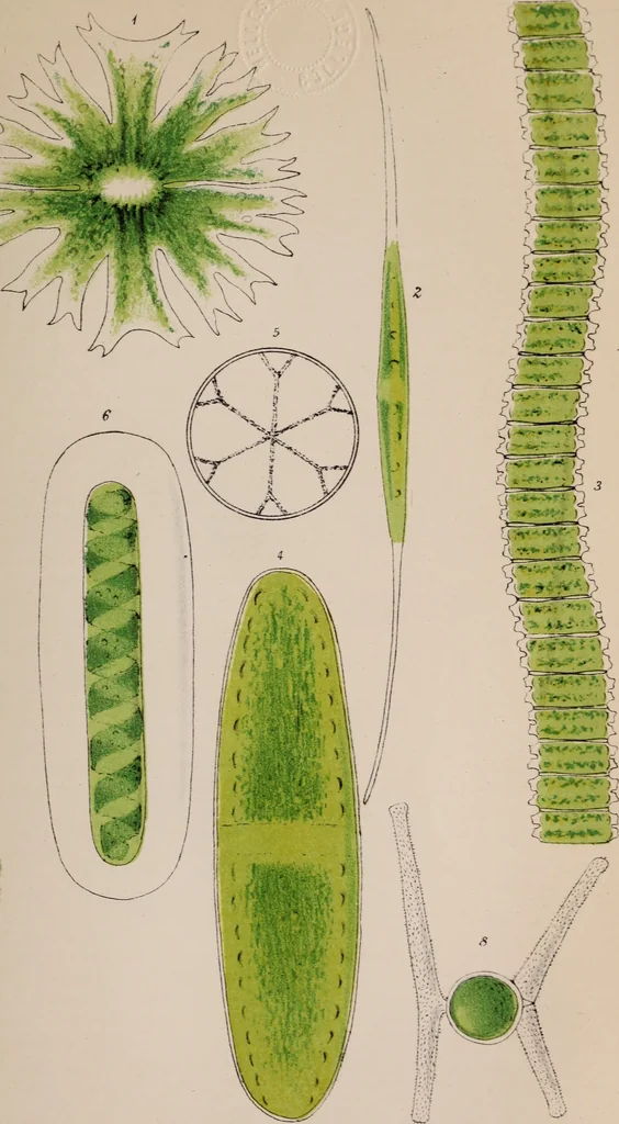 An illustration from The microscope and its revelations, 1891, leaf 550