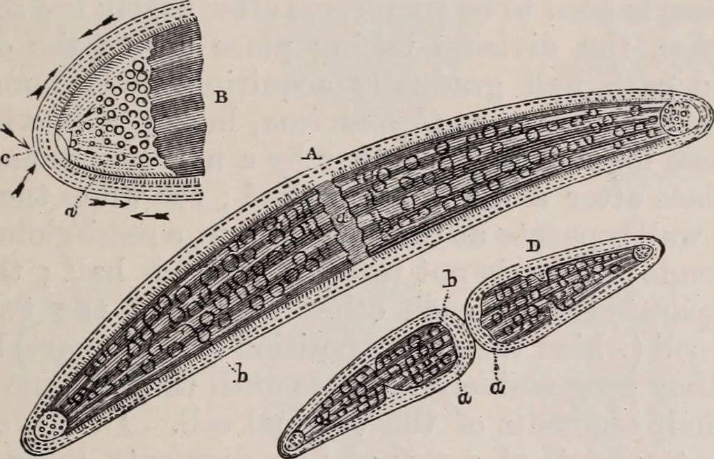 An illustration from The microscope and its revelations, 1891, leaf 552