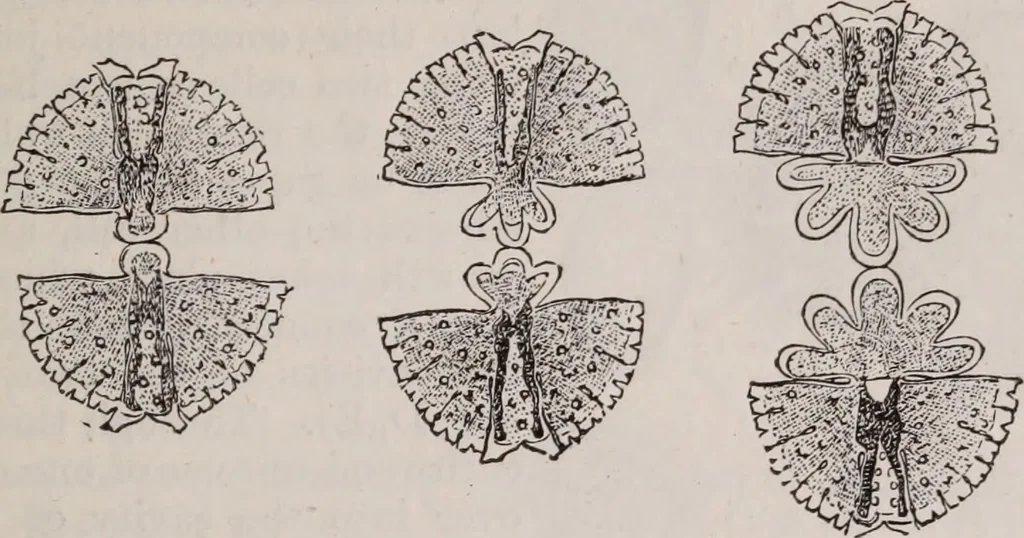 An illustration from The microscope and its revelations, 1891, leaf 554