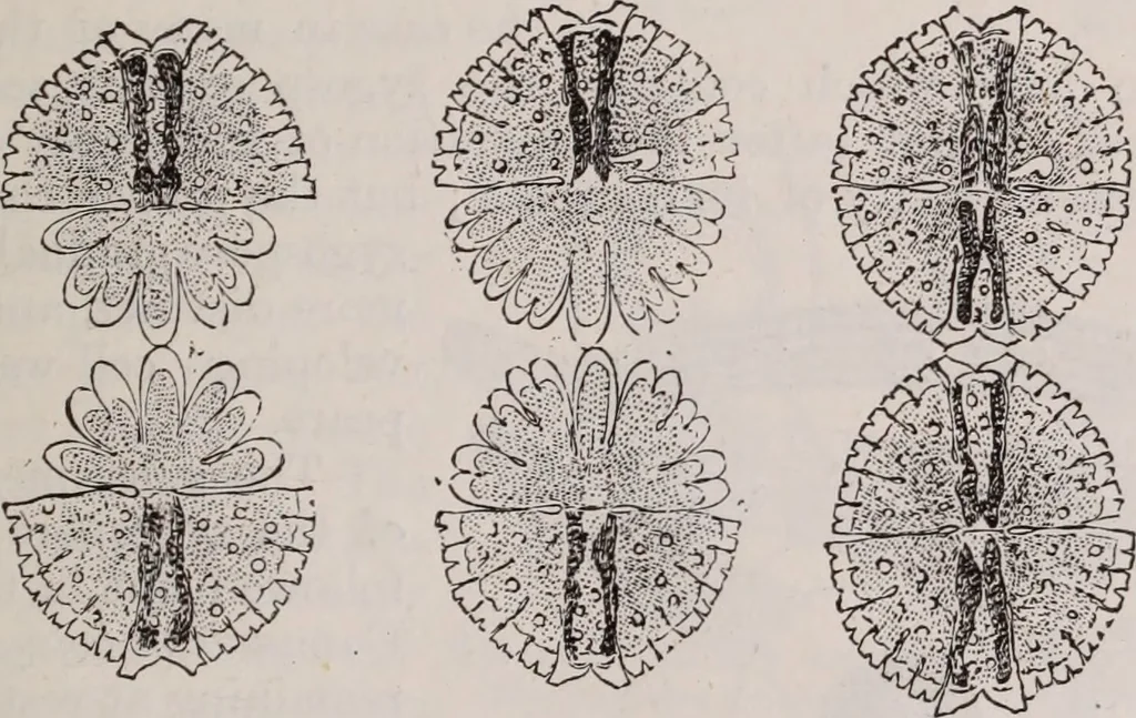 An illustration from The microscope and its revelations, 1891, leaf 554