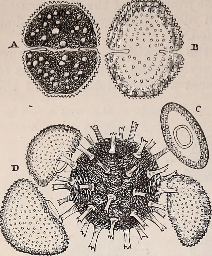 An illustration from The microscope and its revelations, 1891, leaf 555
