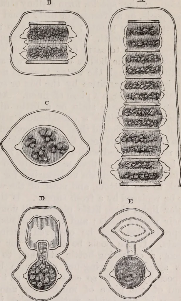 An illustration from The microscope and its revelations, 1891, leaf 556