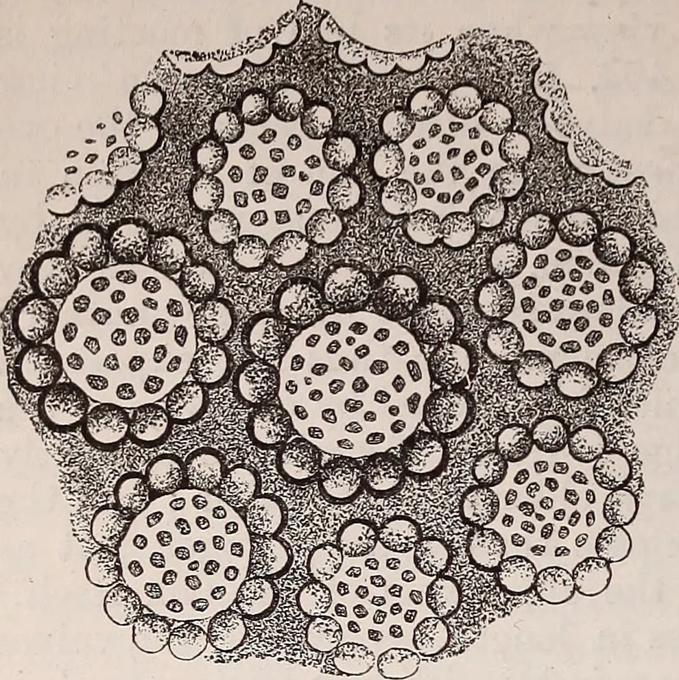 An illustration from The microscope and its revelations, 1891, leaf 561