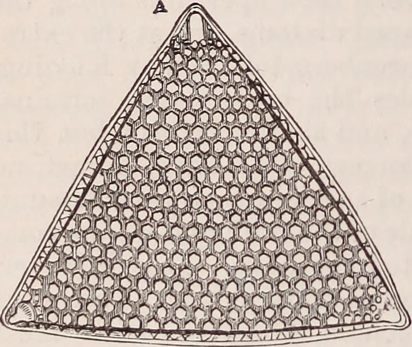 An illustration from The microscope and its revelations, 1891, leaf 561