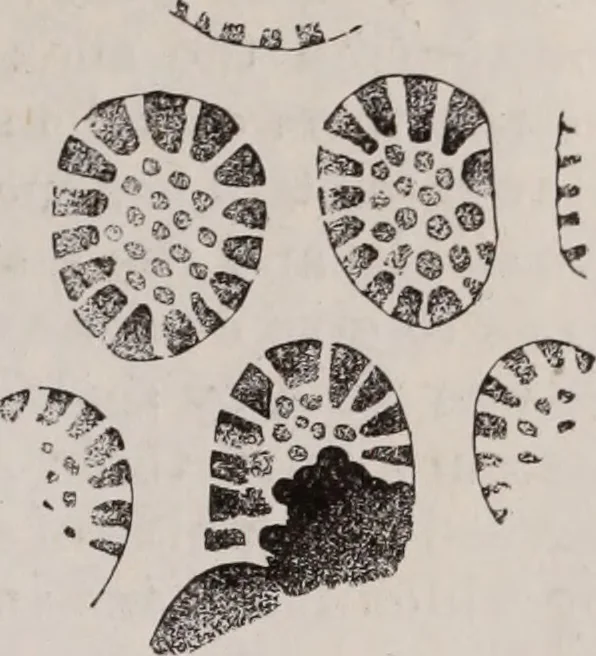 An illustration from The microscope and its revelations, 1891, leaf 562