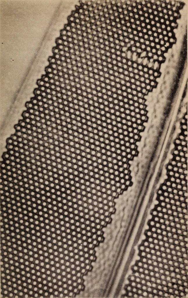 An illustration from The microscope and its revelations, 1891, leaf 564