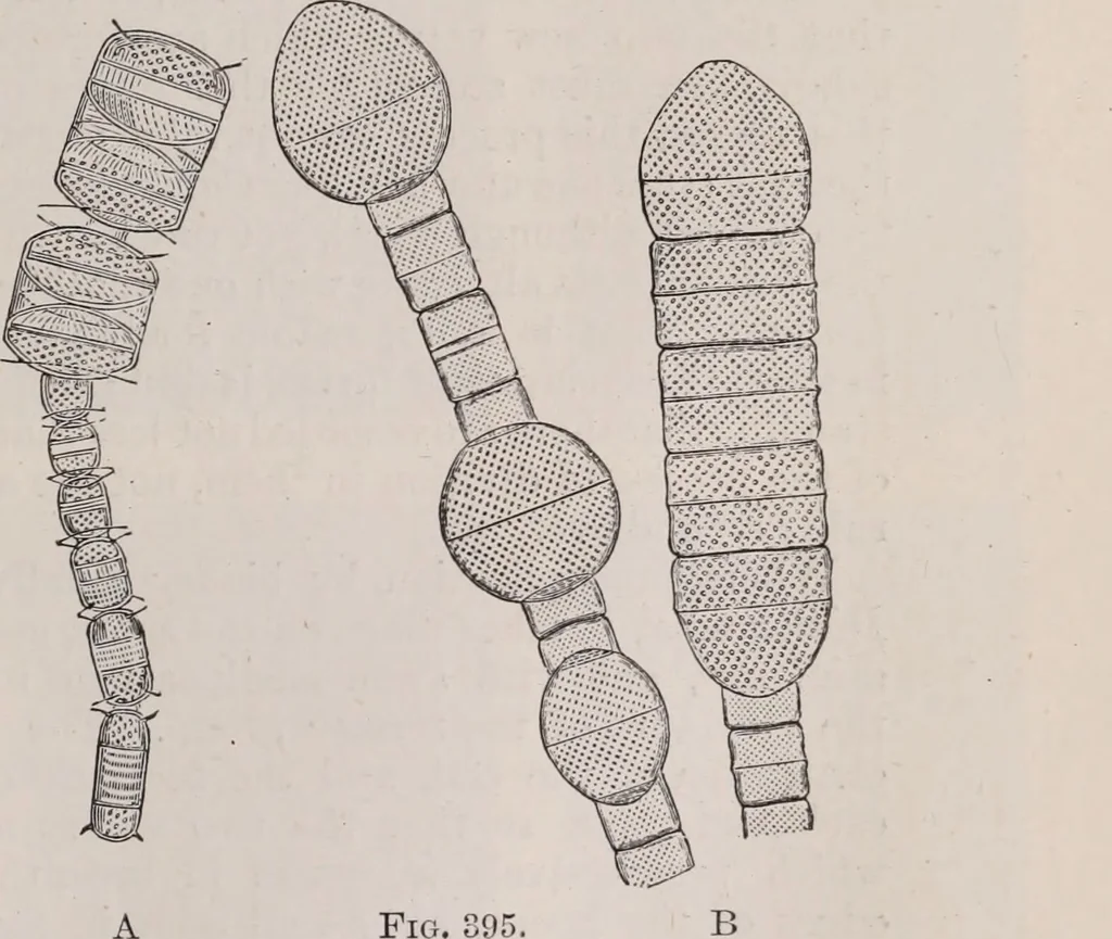 An illustration from The microscope and its revelations, 1891, leaf 566