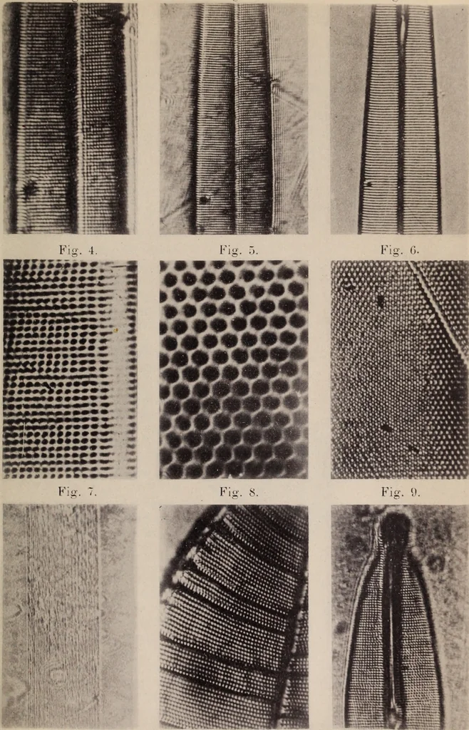 An illustration from The microscope and its revelations, 1891, leaf 568
