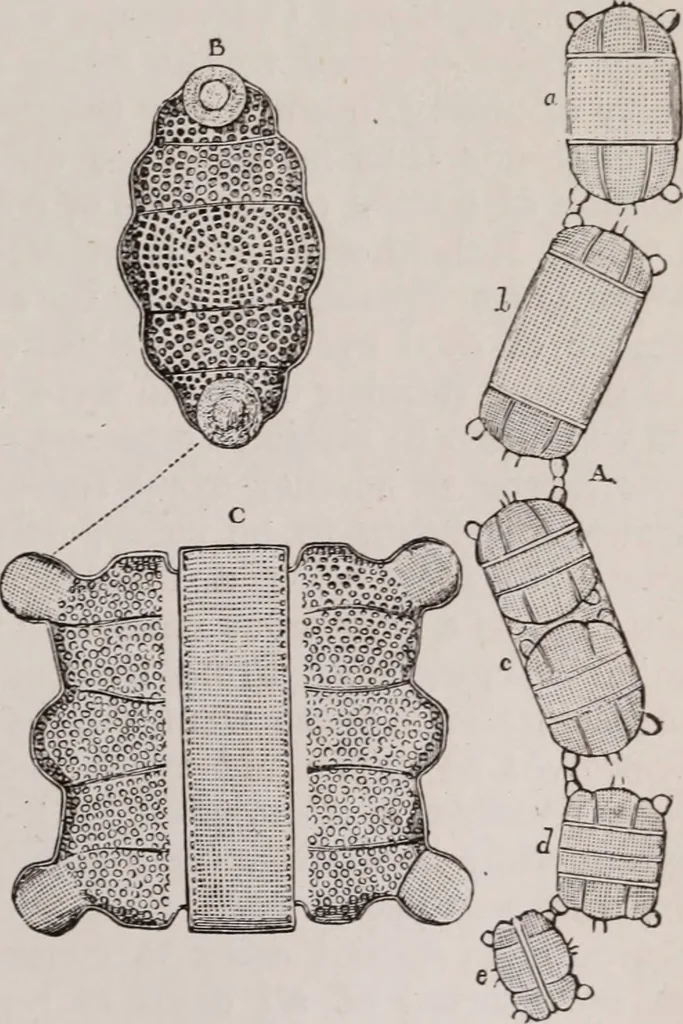 An illustration from The microscope and its revelations, 1891, leaf 570