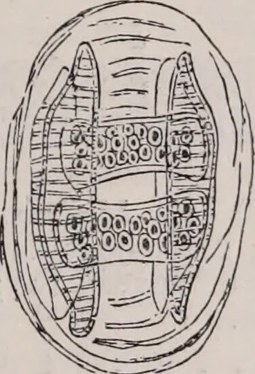 An illustration from The microscope and its revelations, 1891, leaf 576