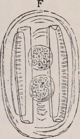 An illustration from The microscope and its revelations, 1891, leaf 576