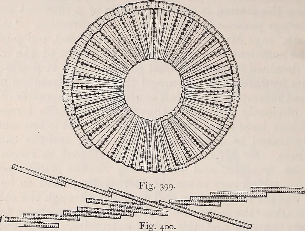 An illustration from The microscope and its revelations, 1891, leaf 579
