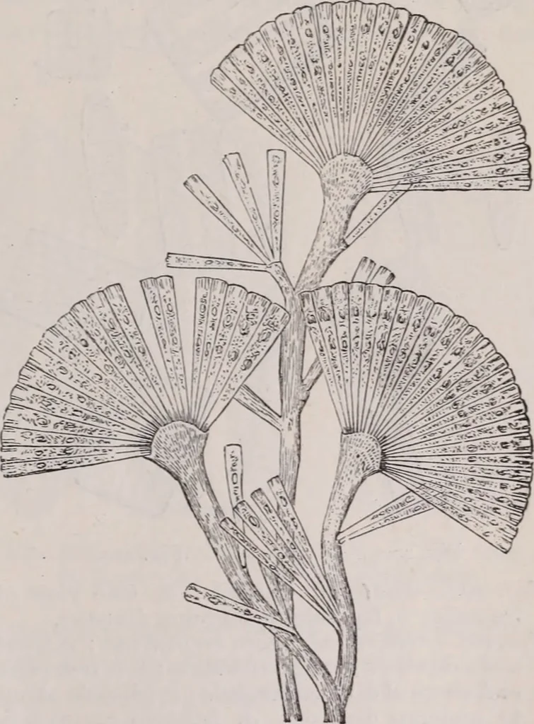 An illustration from The microscope and its revelations, 1891, leaf 580