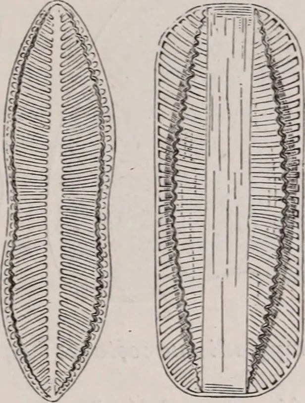 An illustration from The microscope and its revelations, 1891, leaf 582