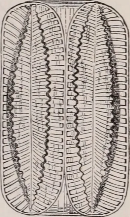 An illustration from The microscope and its revelations, 1891, leaf 582
