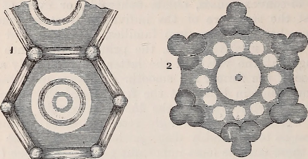 An illustration from The microscope and its revelations, 1891, leaf 585