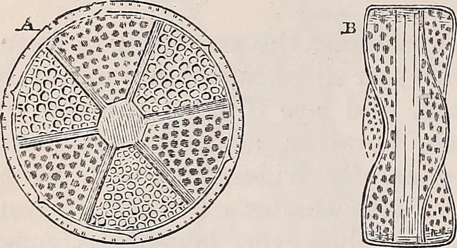 An illustration from The microscope and its revelations, 1891, leaf 587