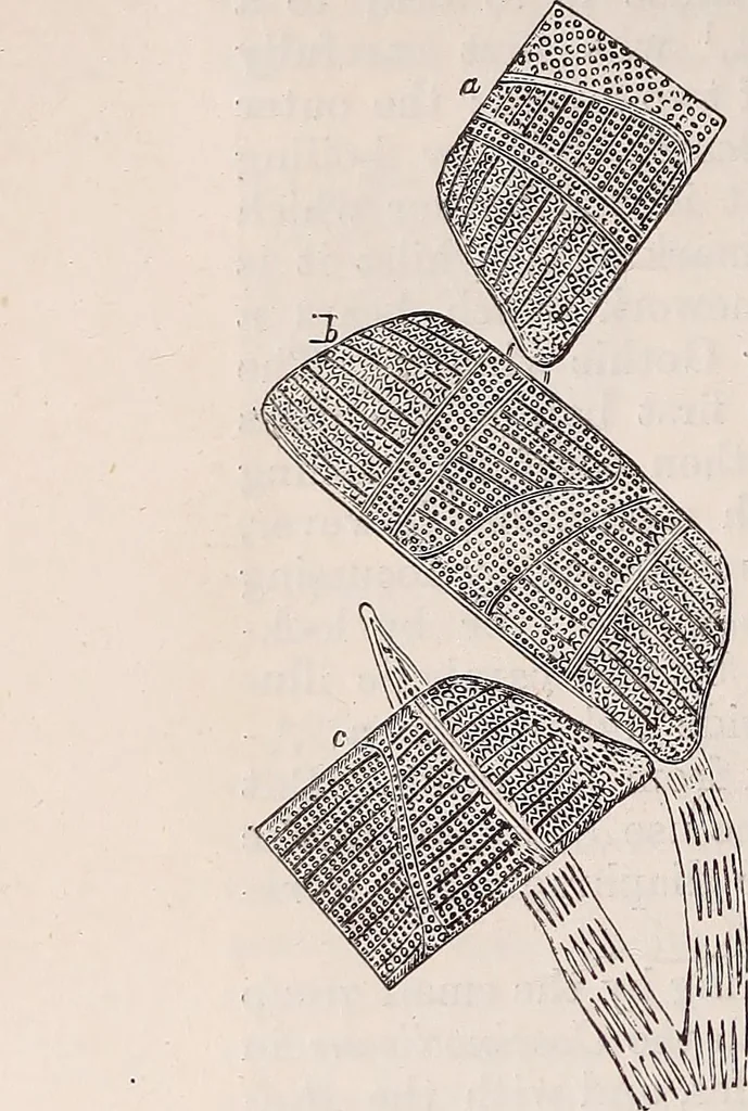 An illustration from The microscope and its revelations, 1891, leaf 589
