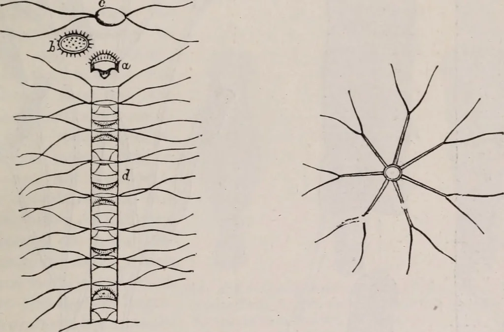 An illustration from The microscope and its revelations, 1891, leaf 590
