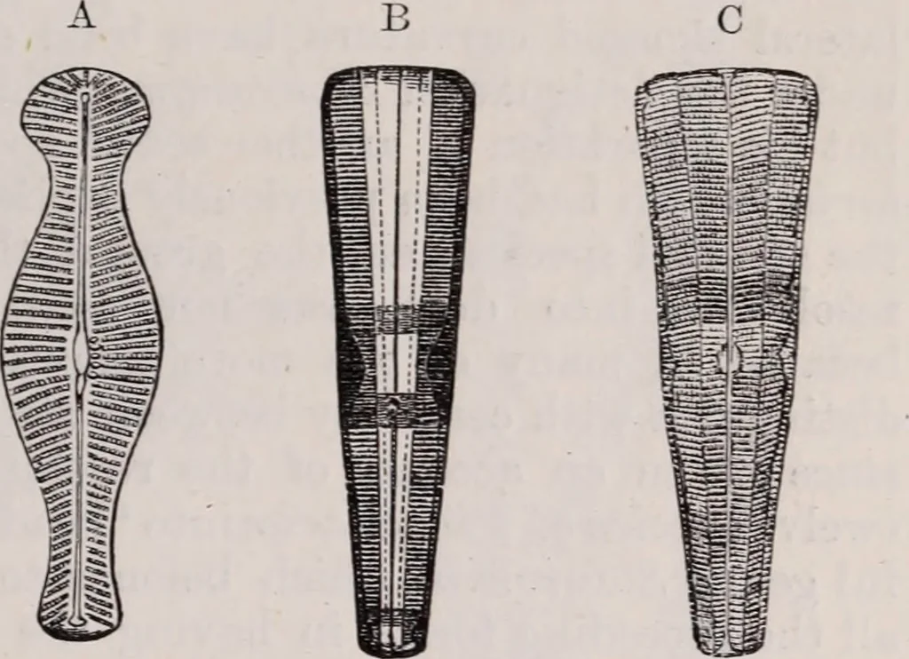 An illustration from The microscope and its revelations, 1891, leaf 592