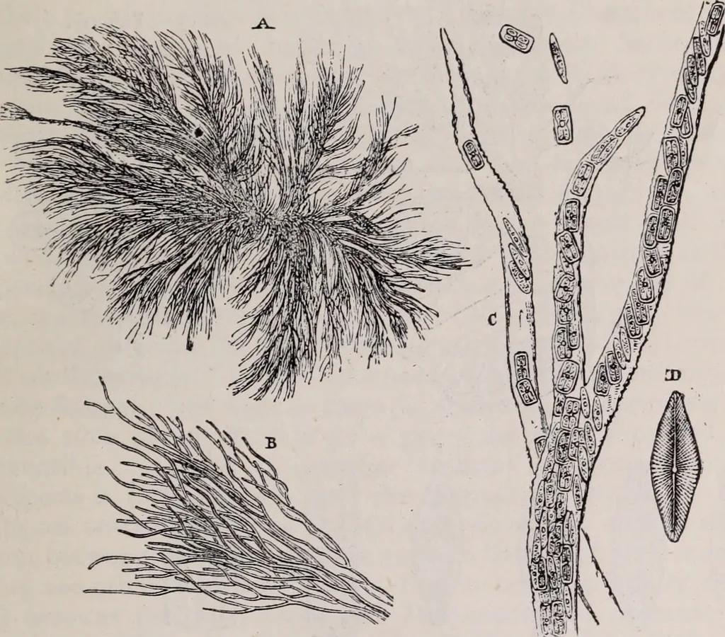 An illustration from The microscope and its revelations, 1891, leaf 594