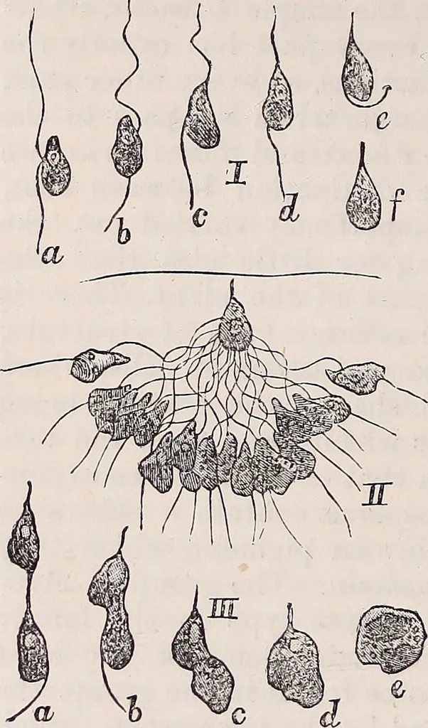 An illustration from The microscope and its revelations, 1891, leaf 603