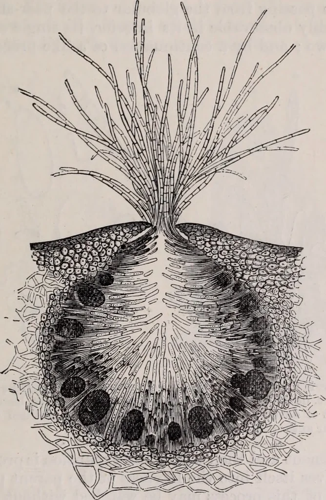 An illustration from The microscope and its revelations, 1891, leaf 604