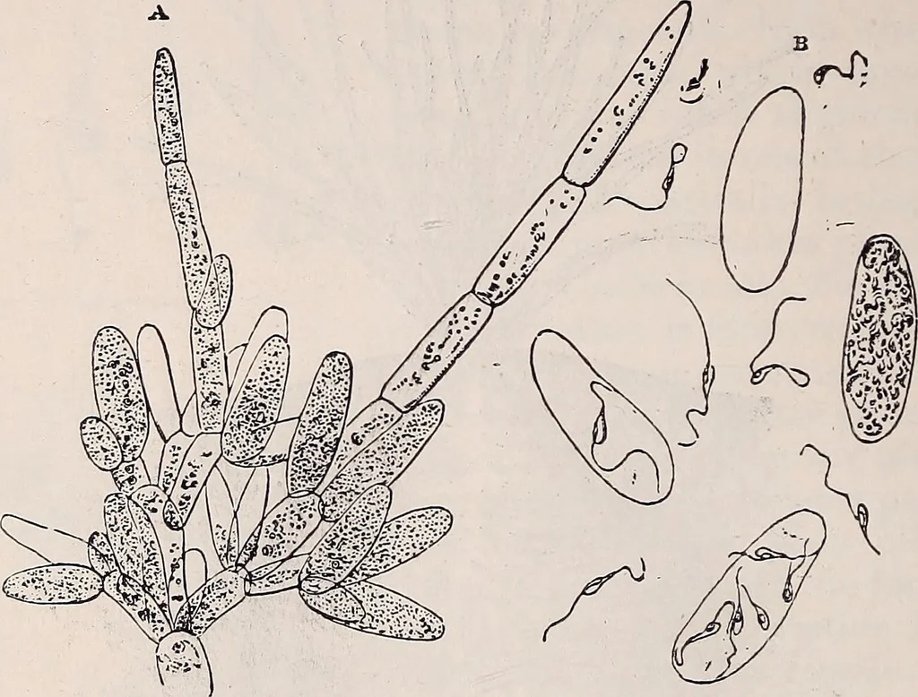 An illustration from The microscope and its revelations, 1891, leaf 605
