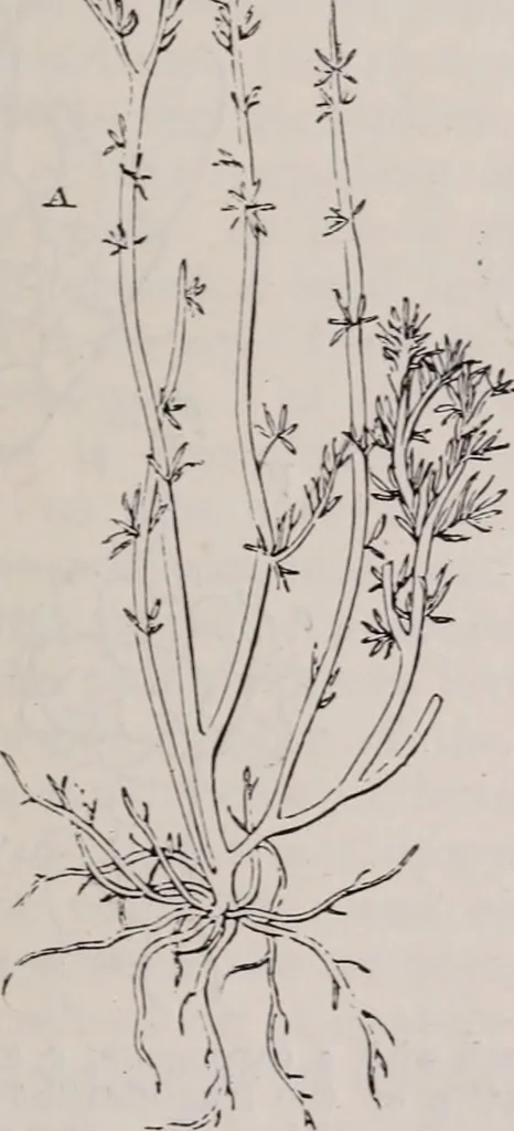 An illustration from The microscope and its revelations, 1891, leaf 606