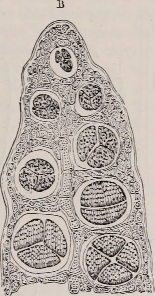 An illustration from The microscope and its revelations, 1891, leaf 606