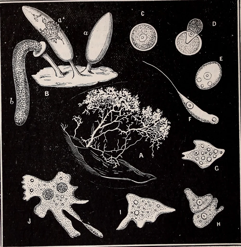 An illustration from The microscope and its revelations, 1891, leaf 611