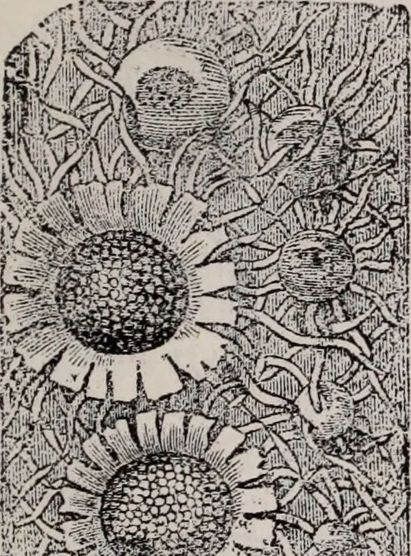 An illustration from The microscope and its revelations, 1891, leaf 614