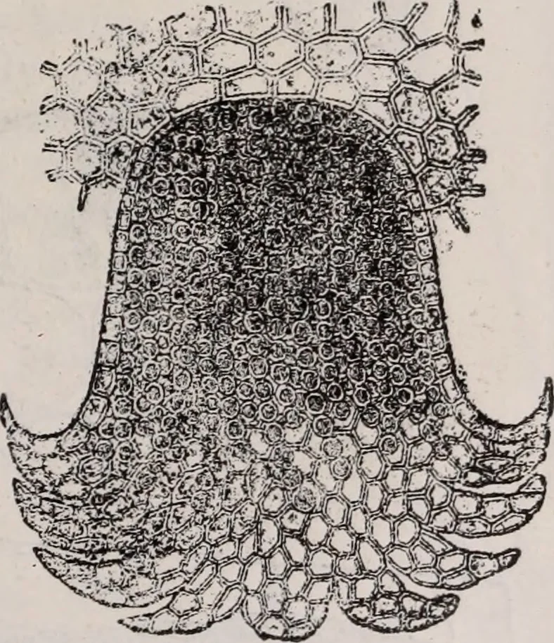 An illustration from The microscope and its revelations, 1891, leaf 614