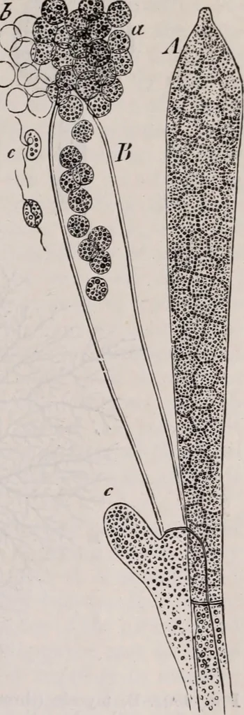 An illustration from The microscope and its revelations, 1891, leaf 616