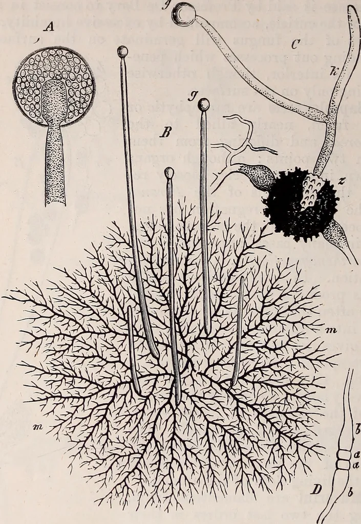 An illustration from The microscope and its revelations, 1891, leaf 617