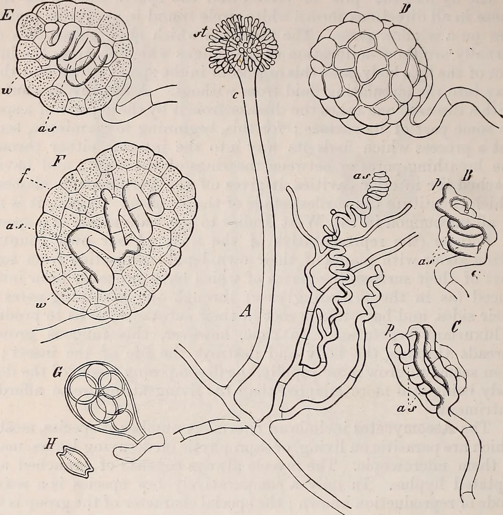 An illustration from The microscope and its revelations, 1891, leaf 619