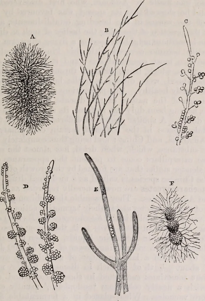 An illustration from The microscope and its revelations, 1891, leaf 620
