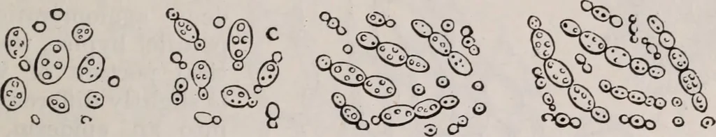 An illustration from The microscope and its revelations, 1891, leaf 622
