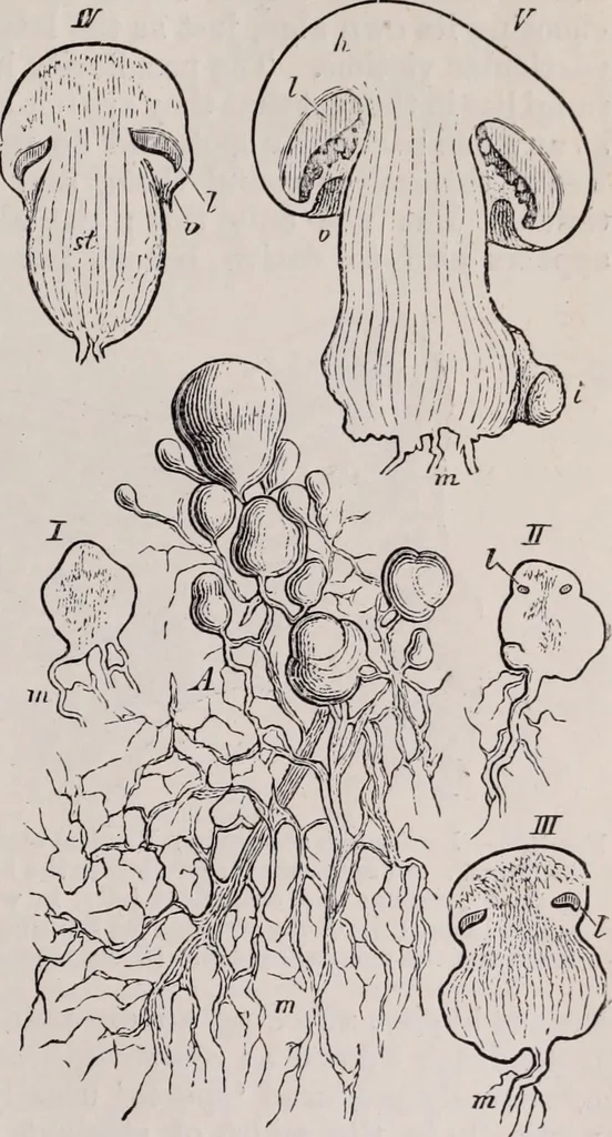 An illustration from The microscope and its revelations, 1891, leaf 624