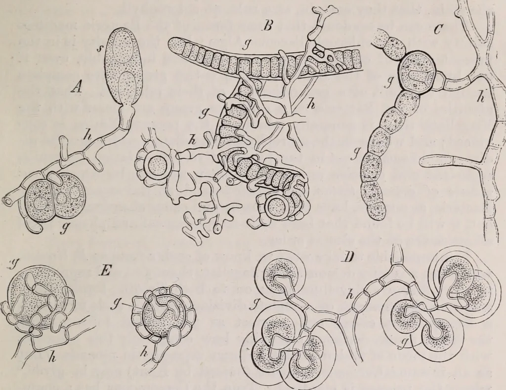 An illustration from The microscope and its revelations, 1891, leaf 626