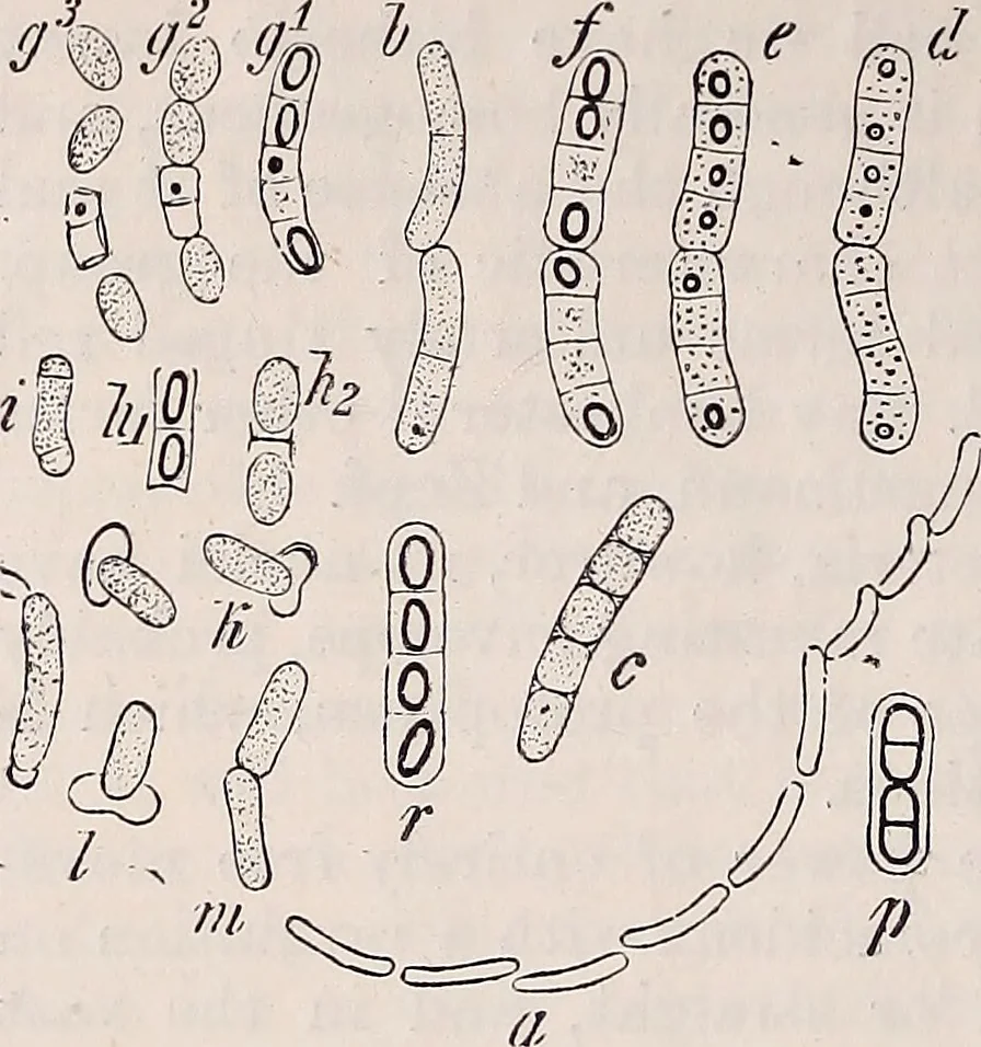 An illustration from The microscope and its revelations, 1891, leaf 629