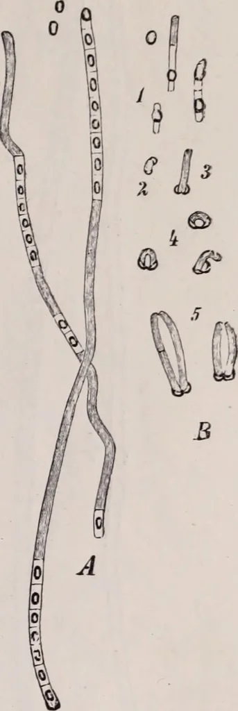An illustration from The microscope and its revelations, 1891, leaf 630