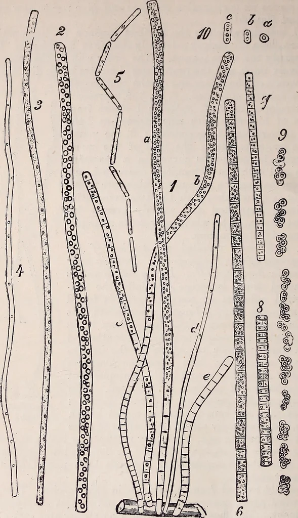 An illustration from The microscope and its revelations, 1891, leaf 631