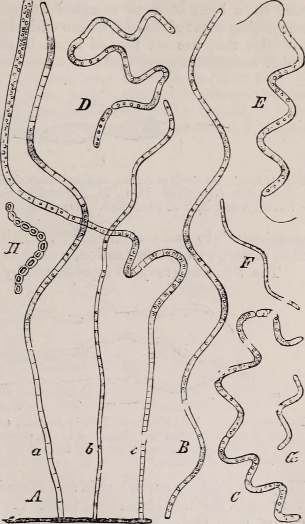 An illustration from The microscope and its revelations, 1891, leaf 632