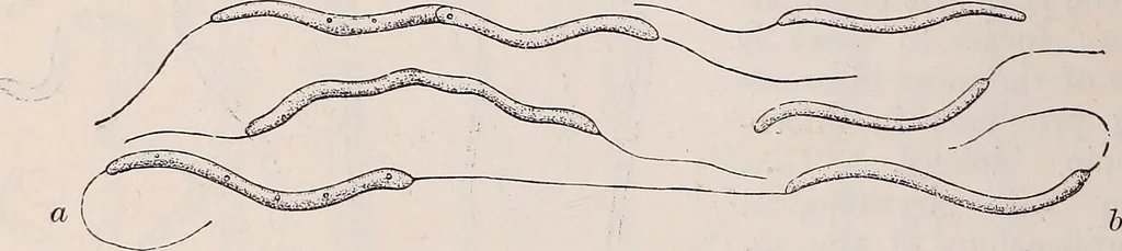 An illustration from The microscope and its revelations, 1891, leaf 633