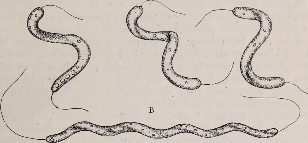 An illustration from The microscope and its revelations, 1891, leaf 634