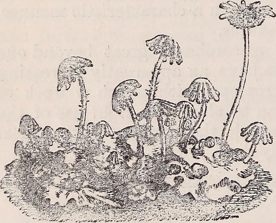 An illustration from The microscope and its revelations, 1891, leaf 637