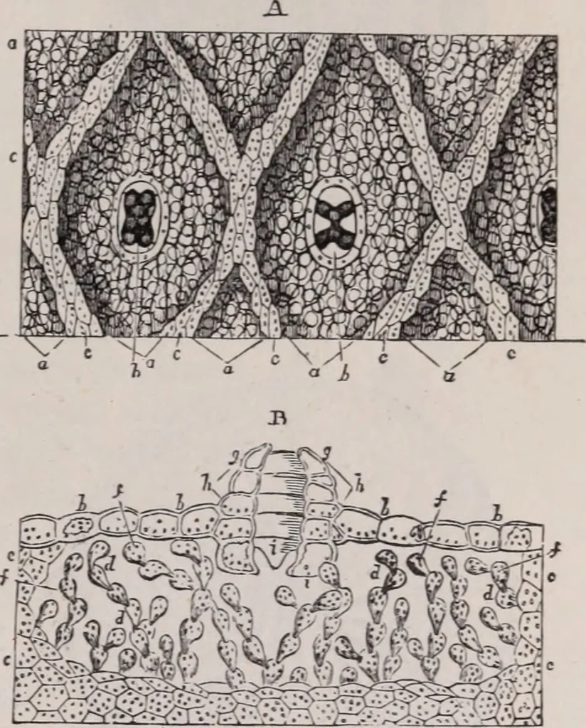 An illustration from The microscope and its revelations, 1891, leaf 638