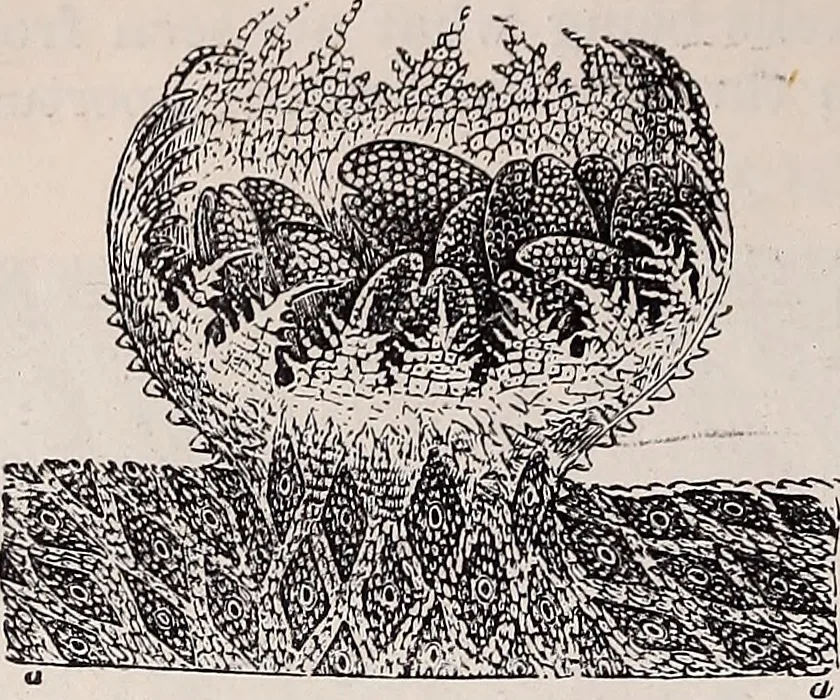 An illustration from The microscope and its revelations, 1891, leaf 639