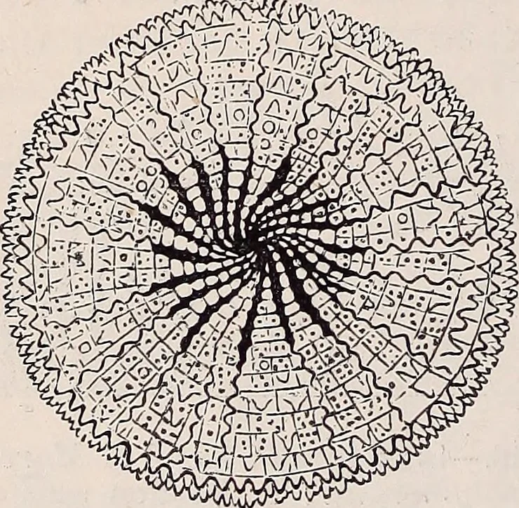 An illustration from The microscope and its revelations, 1891, leaf 639